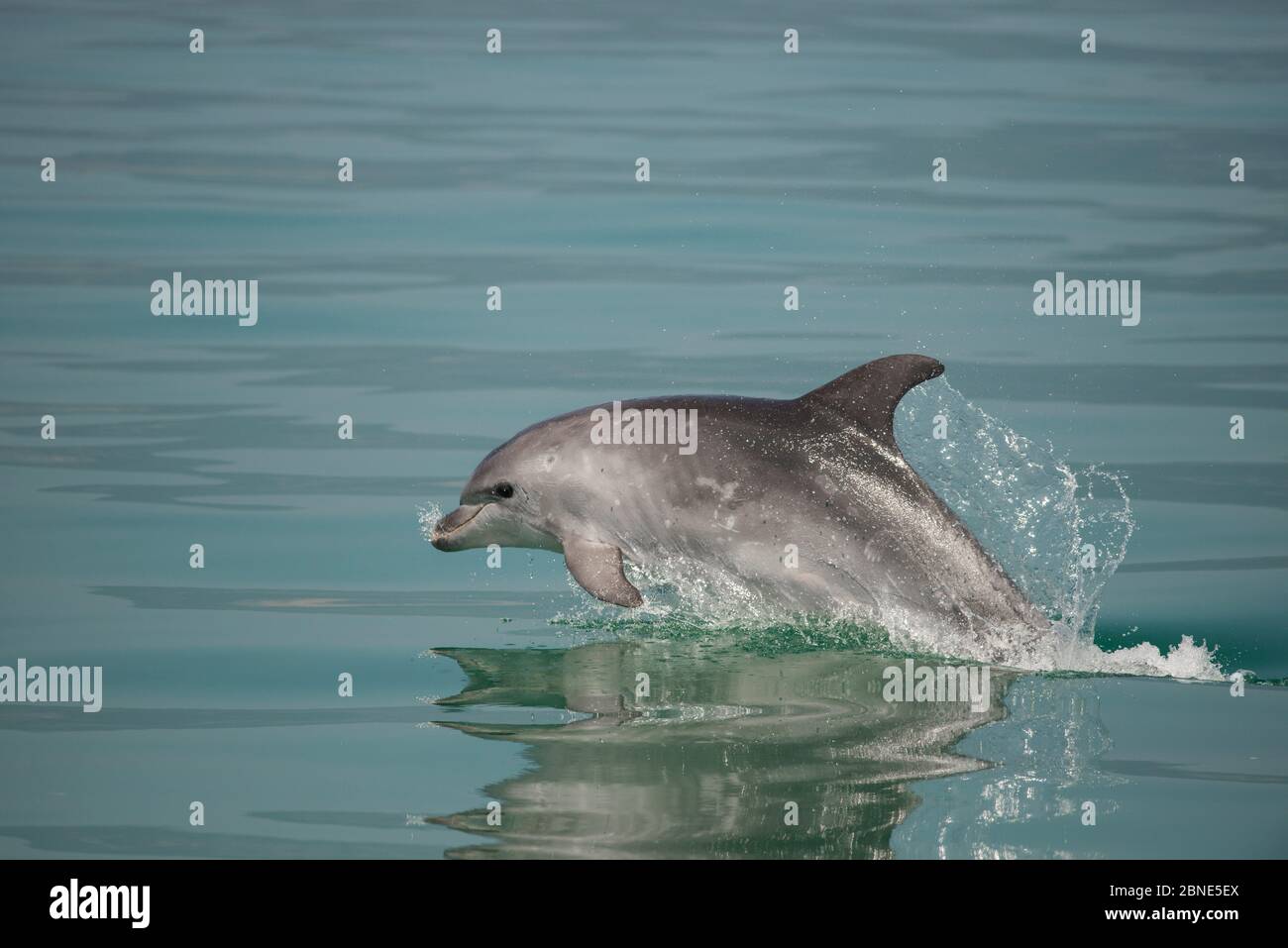 Delfino a collo di bottiglia, (Tursiops truncatus) in porpoising, estuario del Sado, Portogallo Foto Stock