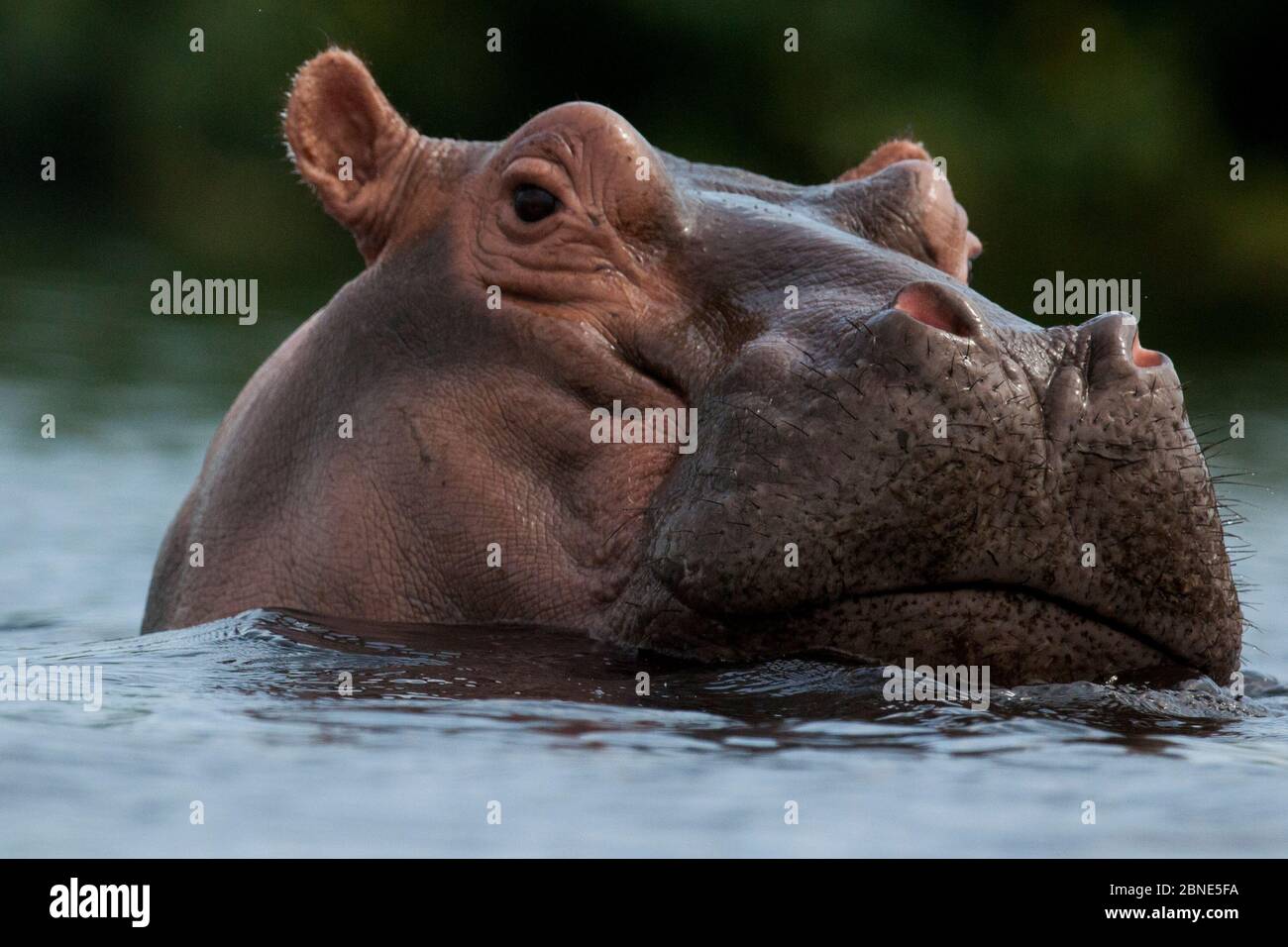 Ippopotamo (Hippopotamus anphibius) alla superficie dell'acqua, Riserva della Biosfera dell'Arcipelago di Bijagos, Guinea Bissau, Foto Stock