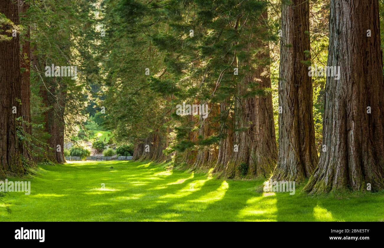 Sequoie giganti (Sequoiadendron giganteum) parte del ben More Redwoods, giardino botanico di Benmore, Scozia, Regno Unito, luglio. Foto Stock