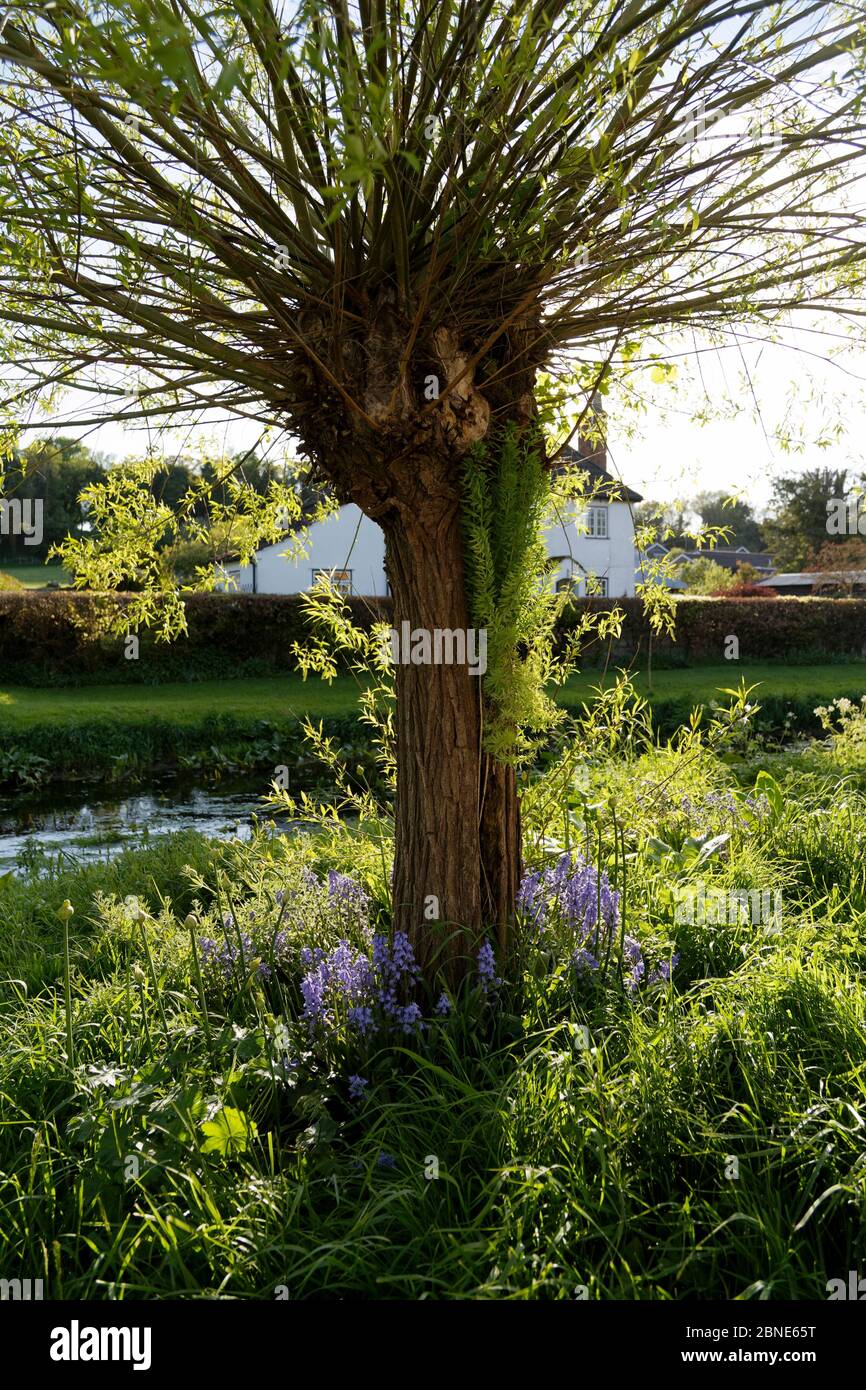 Willow e bluebells presso il fiume Bourne Newton Tony Wiltshire Foto Stock