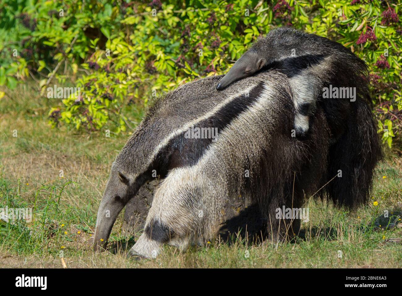 Giant anteater (Myrmecophaga tridactyla) che trasportano il bambino sulla schiena, captive, avviene in America Centrale e America del Sud. Le specie vulnerabili. Foto Stock