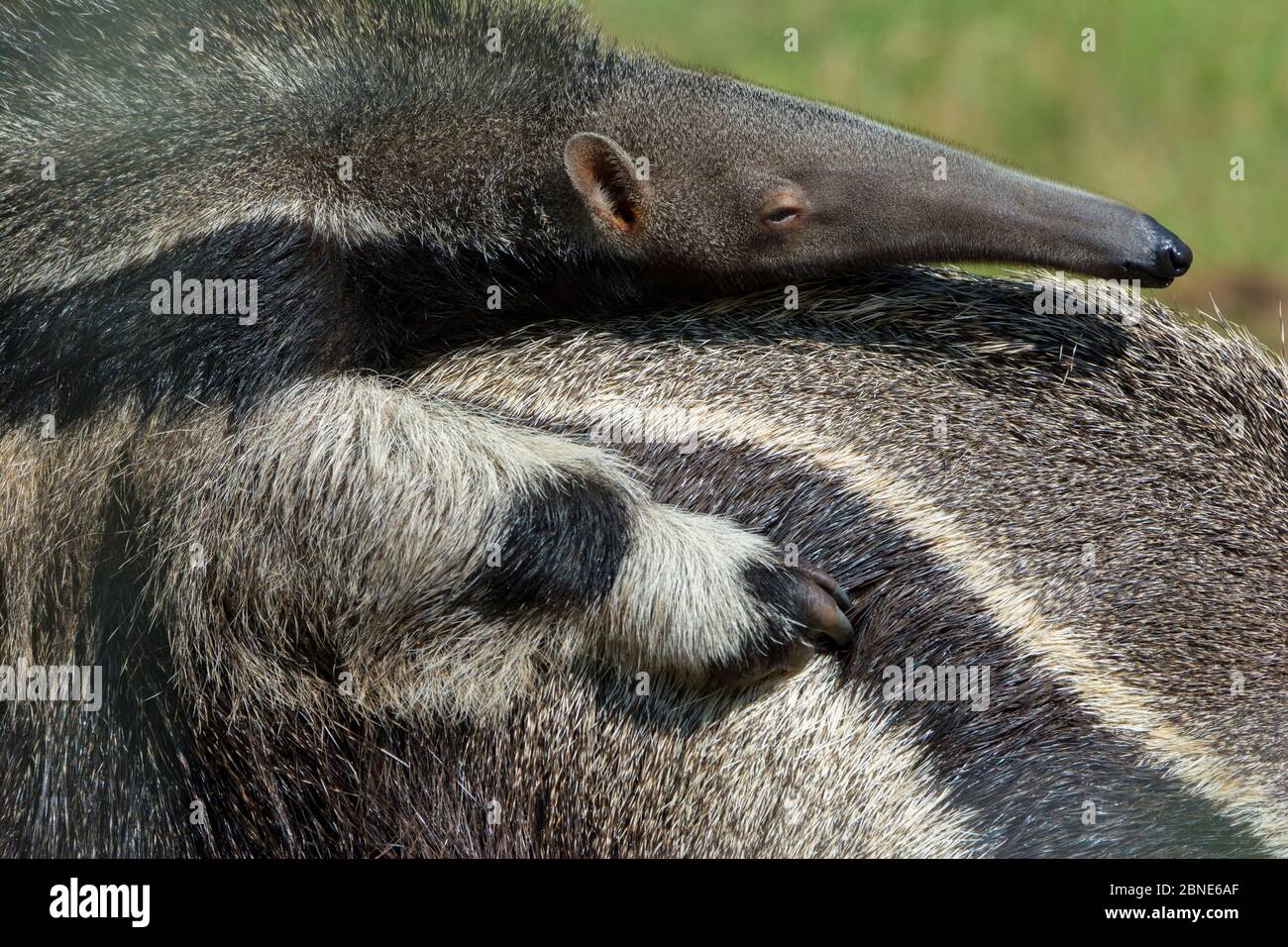 L'anteater gigante (Myrmecophaga tridactyla) bambino che riposa sulla schiena della madre, prigioniero, si verifica in America centrale e del Sud. Specie vulnerabile. Foto Stock