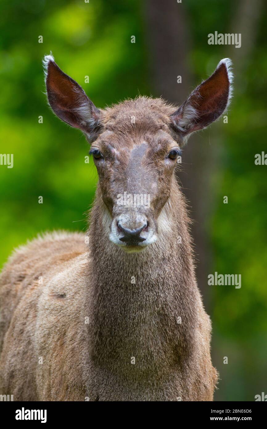 Ritratto bianco con labbro / cervo di Thorold (Cervus albirostris), prigioniero, si verifica altopiano tibetano orientale, Cina. Specie vulnerabile. Foto Stock