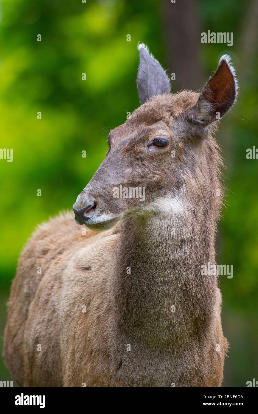 Ritratto bianco con labbro / cervo di Thorold (Cervus albirostris), prigioniero, si verifica altopiano tibetano orientale, Cina. Specie vulnerabile. Foto Stock