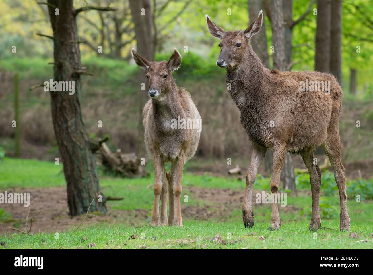 Due cervi bianchi con lappato / cervo di Thorold (Cervus albirostris) prigionieri, si verificano altopiano tibetano orientale, Cina. Specie vulnerabile. Foto Stock