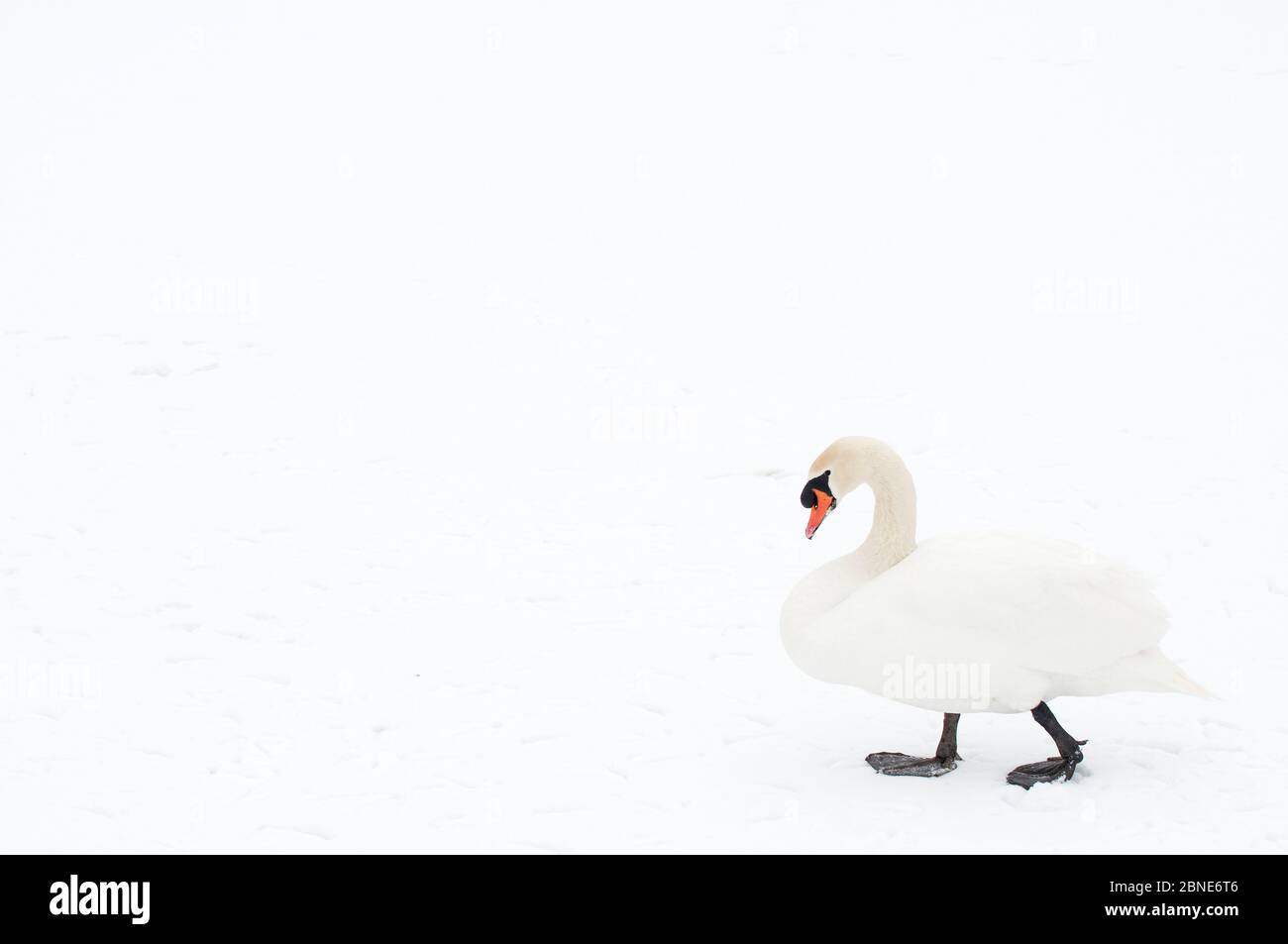 Mute cigno (Cygnus olor) camminare sulla neve, Hazerswoude, Paesi Bassi, febbraio. Foto Stock