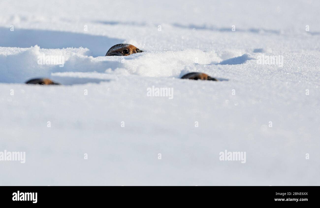 Tre perdix grigi (Perdix perdix) che si affaccia da buchi nella neve, Lapinjarvi, Finlandia, febbraio. Foto Stock