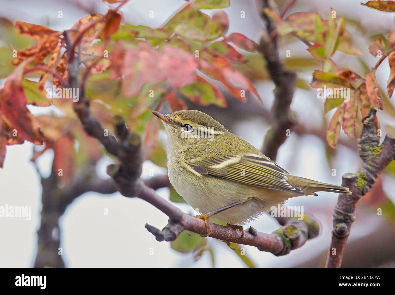 Verruca browned gialla (Phylloscopus inornatus) arroccato su ramoscello, Uto, Finlandia, settembre. Foto Stock