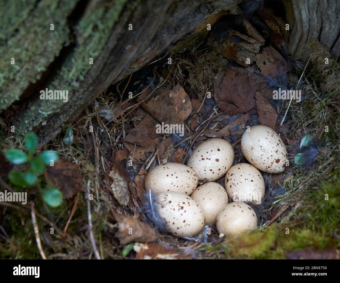 Nocciolo di grouse (Tetrastes / Bonasa bonasia) con sette uova, Kuusamo, Finlandia, giugno. Foto Stock