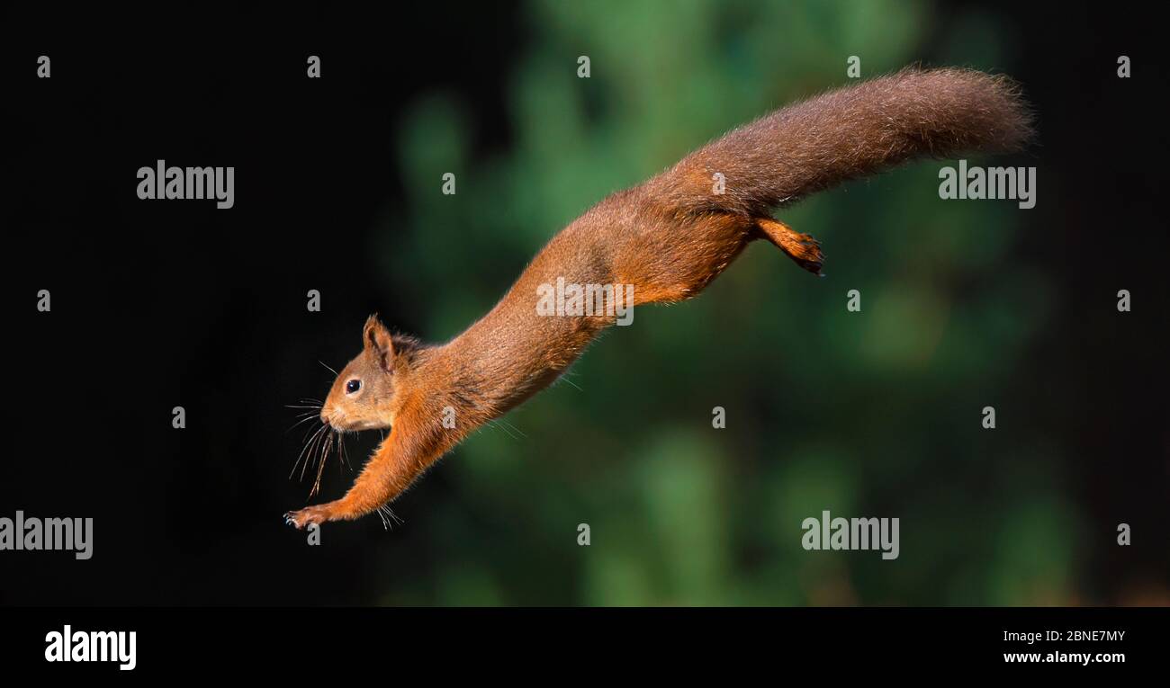 Scoiattolo rosso eurasiatico (Sciurus vulgaris) che salta tra gli alberi, Cairngorms National Park, Scozia, Regno Unito, ottobre. Foto Stock