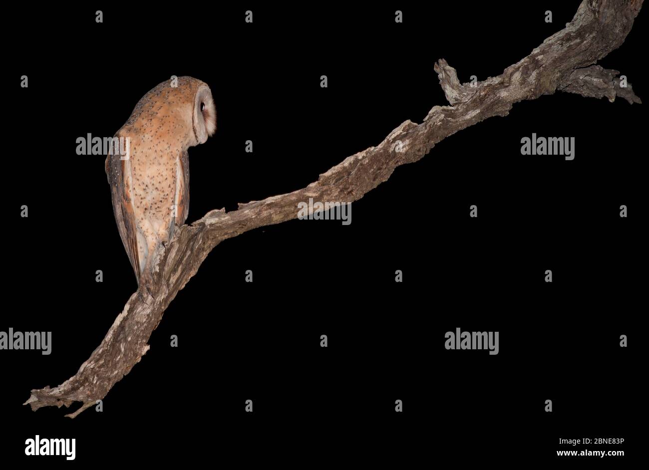 Western Barn OWL (Tyto alba) guardando vie laterali, arroccato sul ramo di notte. Parco nazionale Greater Kruger, Sudafrica, maggio. Foto Stock