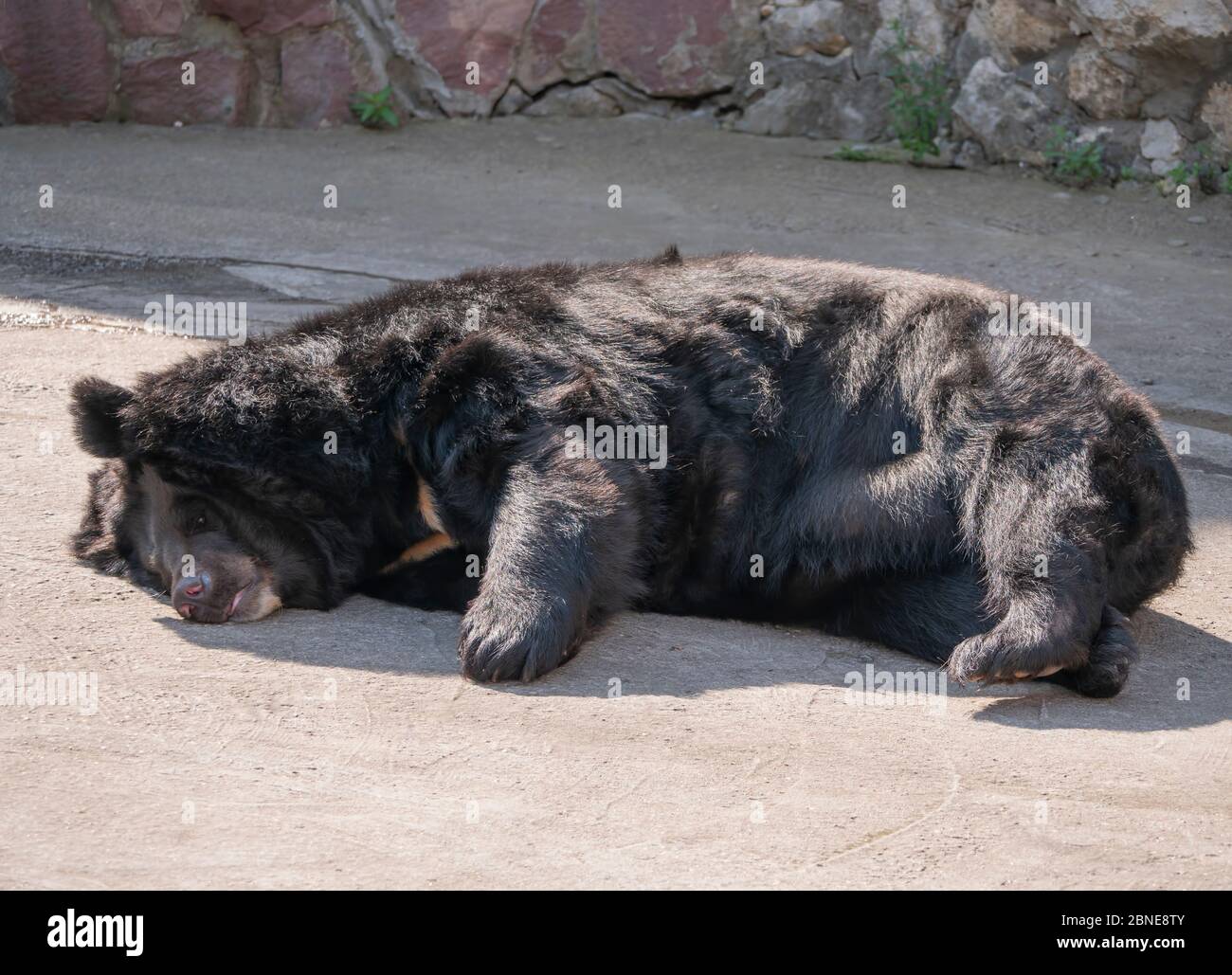 L'Himalayan orso o Ussuri black bear Ursus thibetanus. Foto Stock