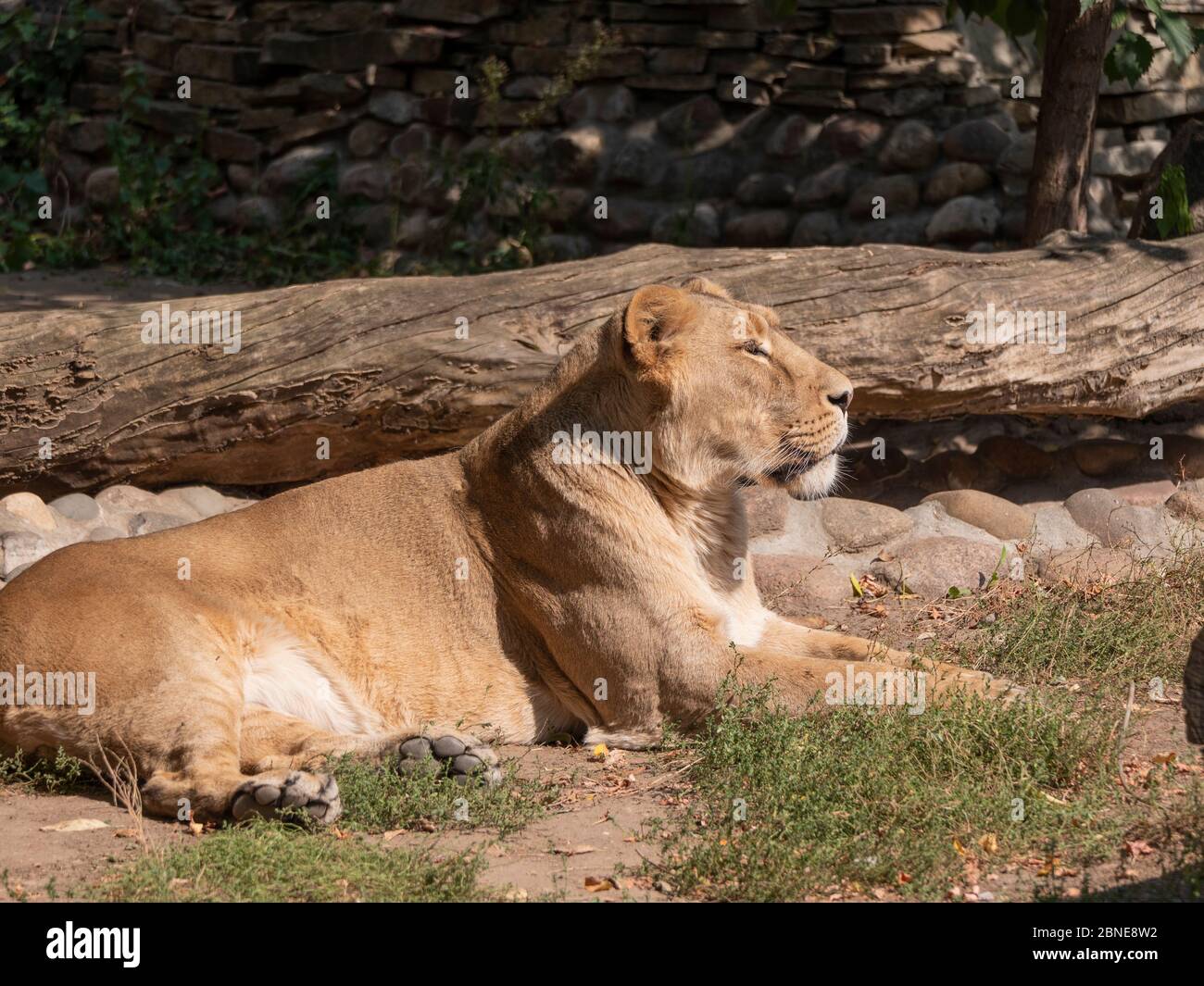 Ritratto leonessa crogiolarsi sotto il caldo sole dopo cena. Foto Stock