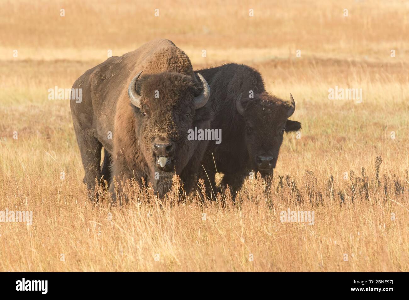 bufalo americano (bisonte bisonte) toro con mucca allevato lontano dal gruppo principale e che la protegge, Wind Cave National Park, South Dakota, USA, settembre. Foto Stock
