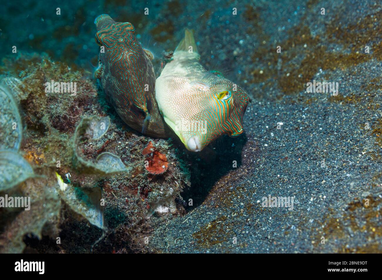 Bennett's toby o Pufferfish (Canthigaster bennetti) accoppiamento. Lembeh, Sulawesi, Indonesia. Foto Stock