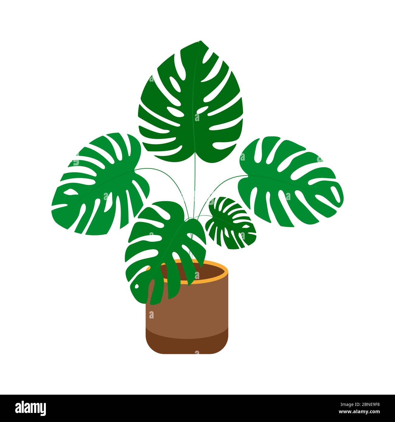 Monstera nel piatto. Una pianta con foglie larghe e grandi. Vettore di illustrazione piatto singolo Illustrazione Vettoriale