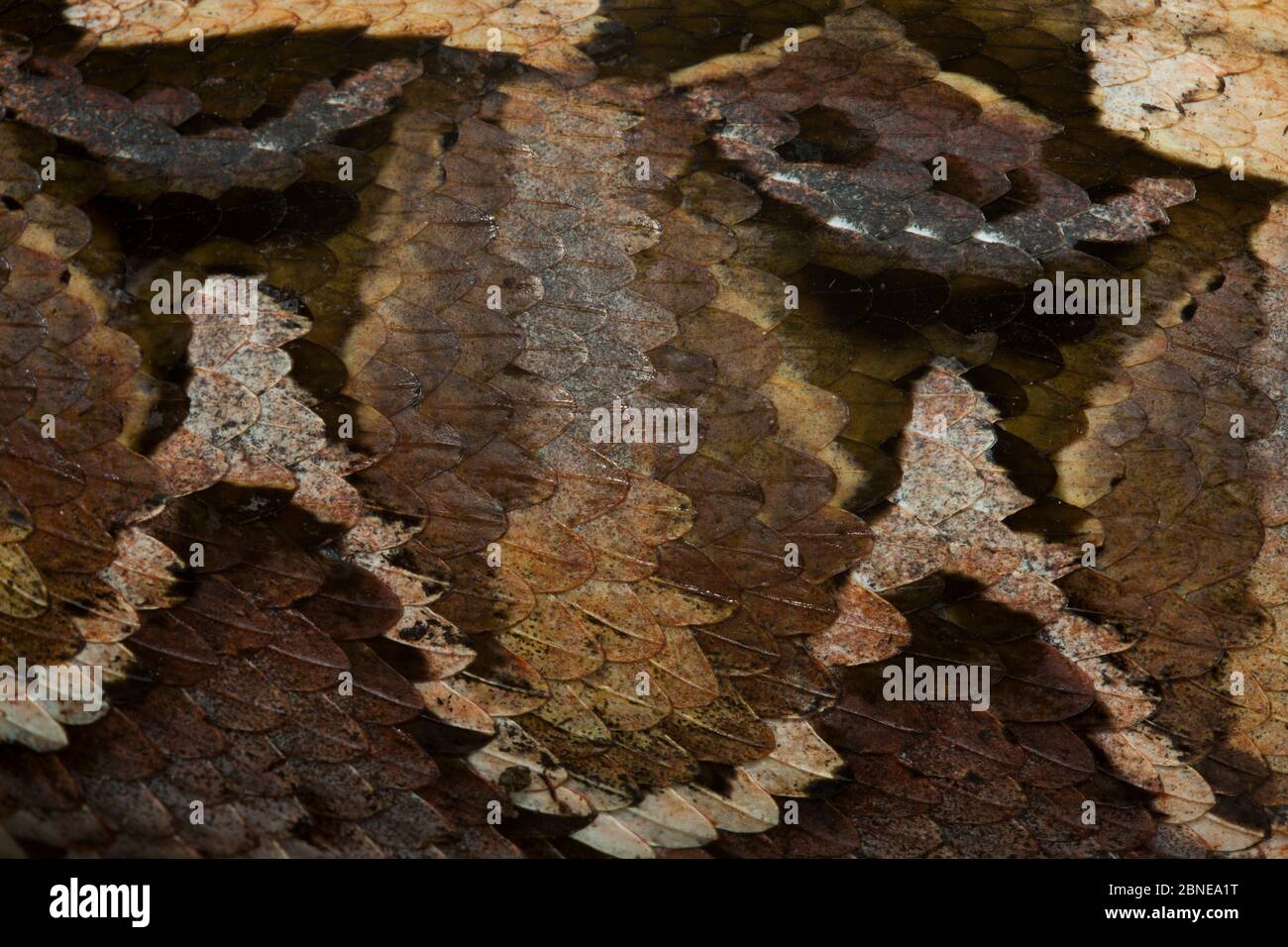 Gabon Viper (Bitis gabonica) primo piano di pelle, ucciso durante la caccia da Baka popolo, Sud-Est Camerun, luglio 2008. Foto Stock