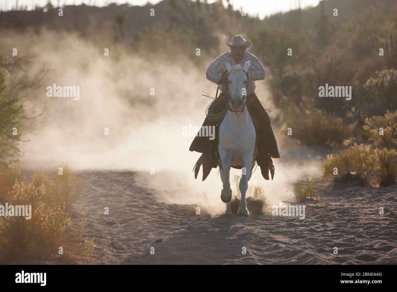 Cowboy a cavallo, galoppando attraverso il deserto di Vizcaino, Baja California, Messico, maggio 2008. Foto Stock