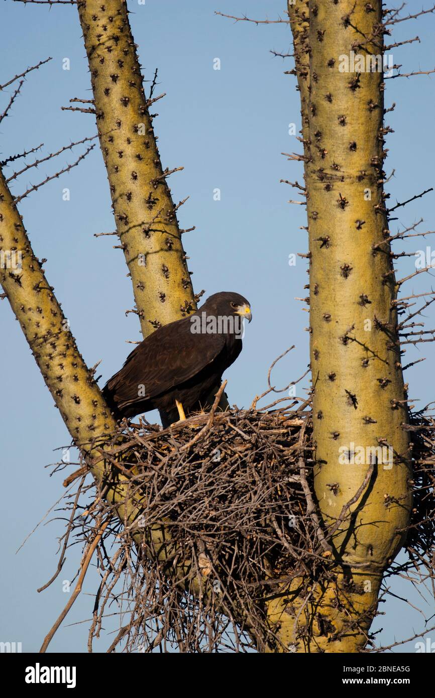 Harris 'Hawk (Parabuteo unicinctus) su nido in un albero Boojum (Fouquieria columnaris) Vizcaino deserto, Baja California, Messico, maggio. Foto Stock