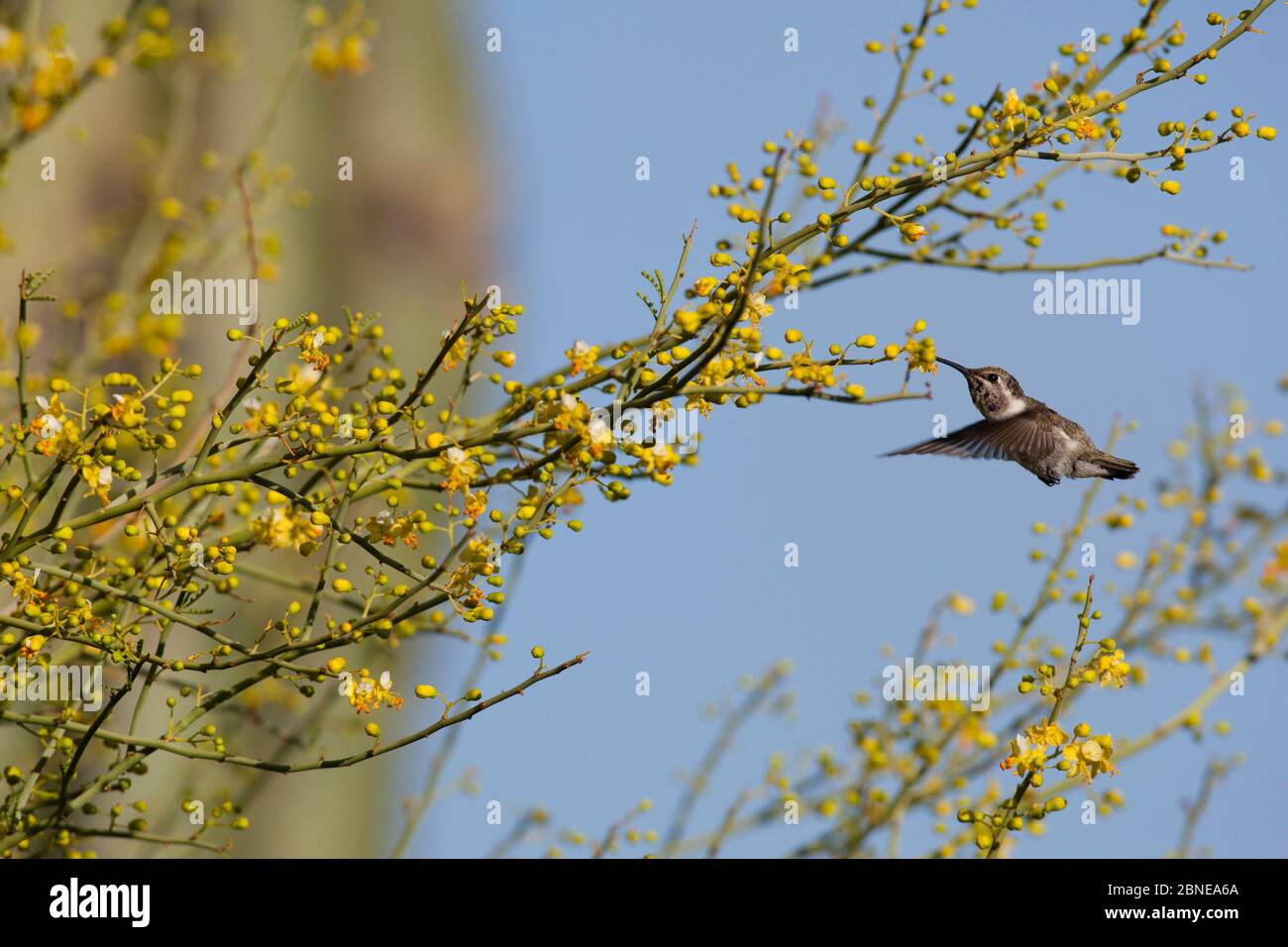 Colibrì nero-chined (Archilochus alexandri) che si nutrono sul nettare di Palo verde (Cercidium / Parkinsonia microfyllum), deserto di Vizcaino, Baja Foto Stock