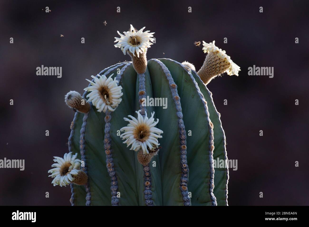 Cactus elefante (Pachycereus pringlei) in fiore con api alla ricerca di polline, deserto di Vizcaino, Baja California, Messico, aprile. Foto Stock