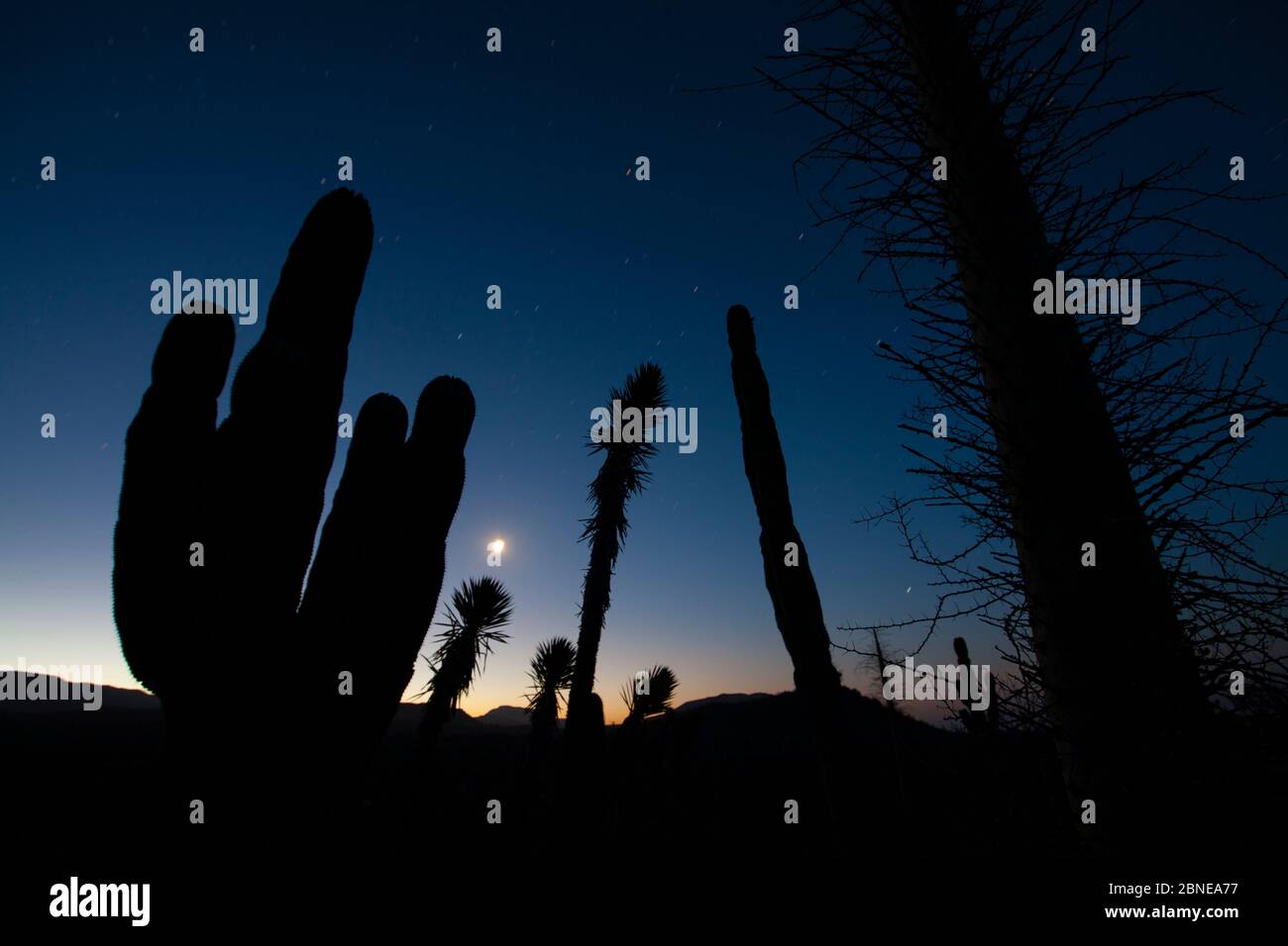 Boojum (Fouquieria columnaris), cactus dell'Elefante (Pachycereus pringlei) e Datilillo (Yucca valida) hanno silhouette di notte, deserto di Vizcaino, Baja C. Foto Stock