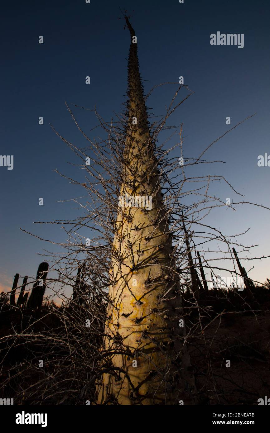 Boojum tree (Fouquieria columnaris) al crepuscolo, deserto di Vizcaino, Baja California, Messico, maggio. Foto Stock