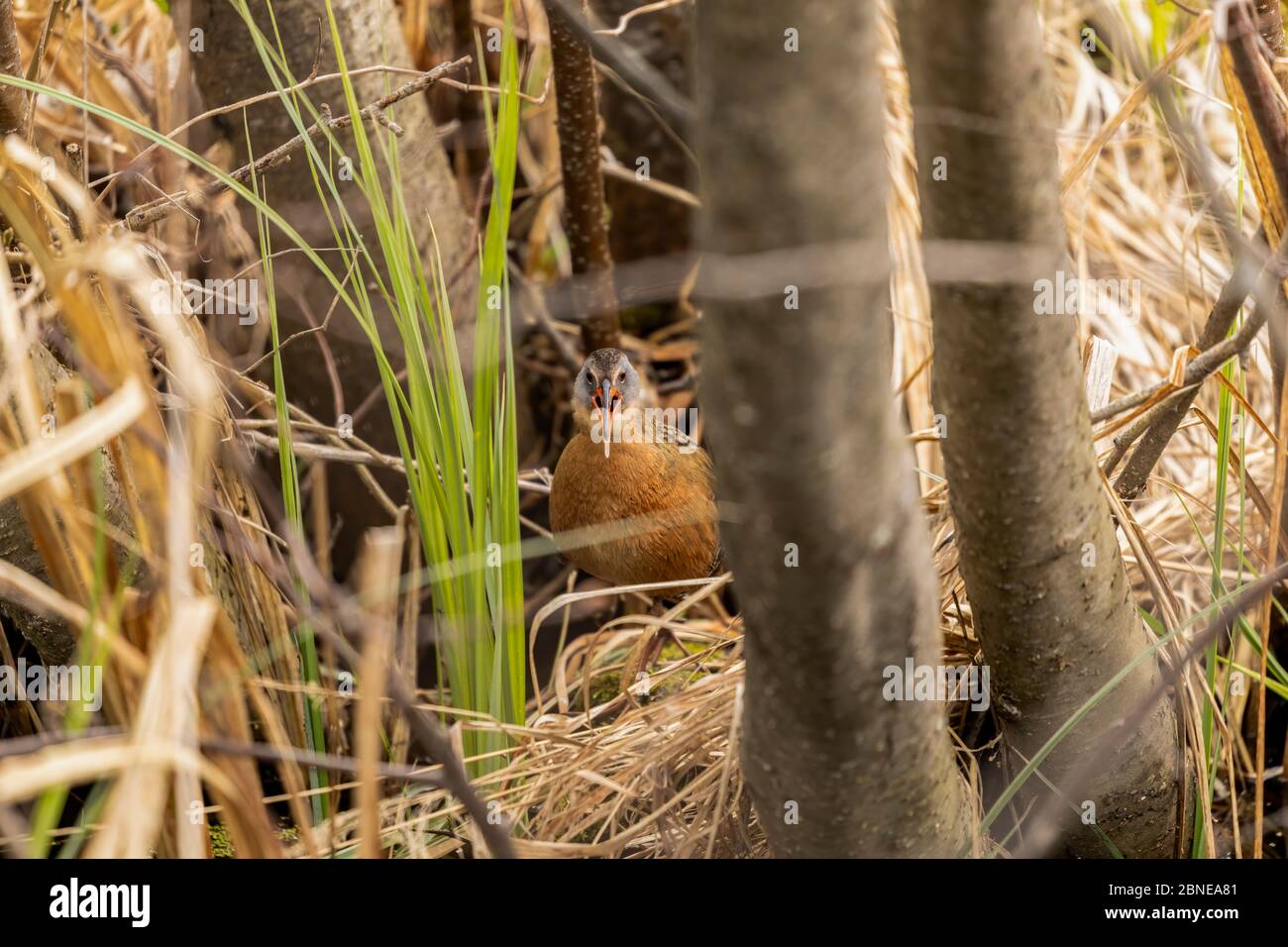 Il rai della Virginia (Rallus limicola) piccolo uccello d'acqua nella palude. Scena naturale dall'area protetta del Wisconsin. Foto Stock