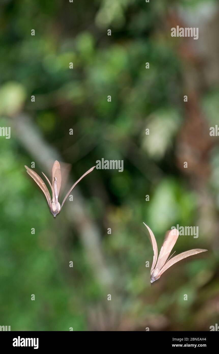 Semi dipterocarpo (Shorea sp) che cadono dall'albero. Foresta pluviale primaria, valle del Danum, Sabah, Borneo Foto Stock