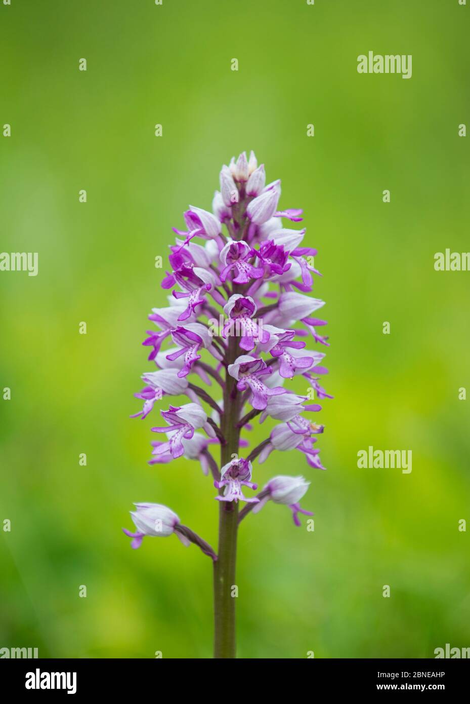 Military Orchid (Orchis militaris) Buckinghamshire, Regno Unito maggio Foto Stock