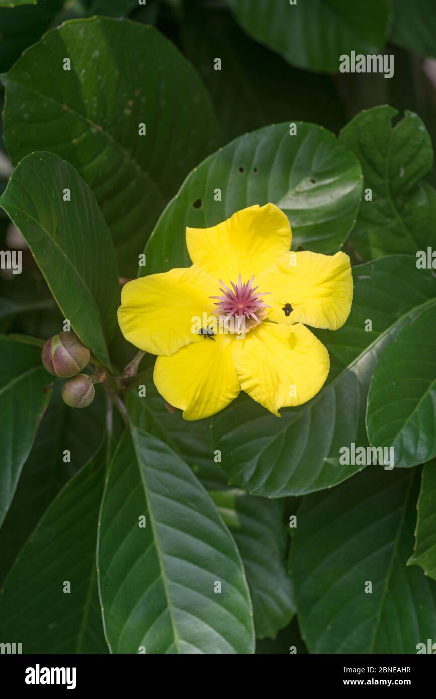 Simpoh o Simbeh (Dillenia excelsa) in fiore, Valle Danum, Sabah, Borneo. Foto Stock