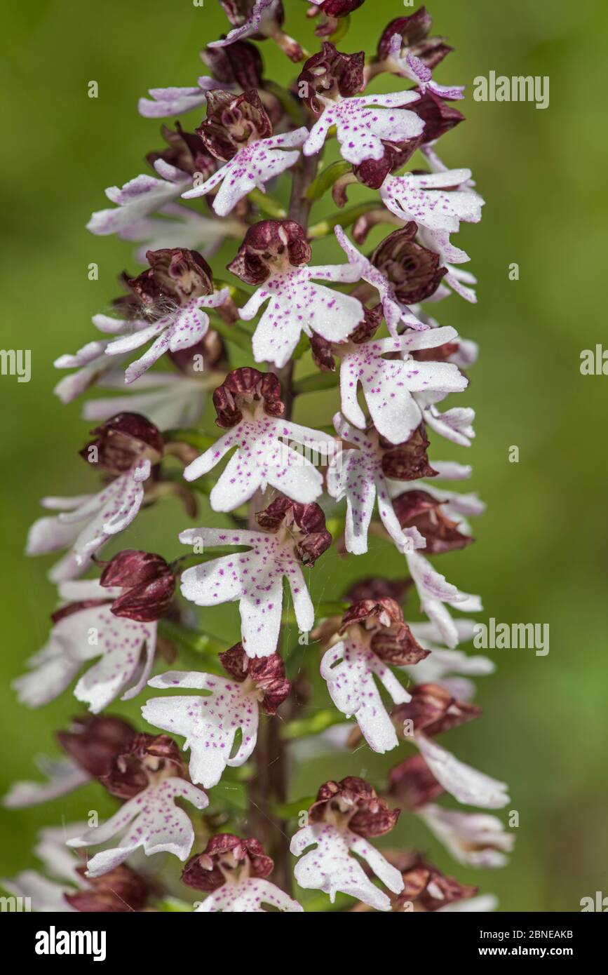 Lady Orchid (Orchis purpurea) Kent, Inghilterra giugno Foto Stock