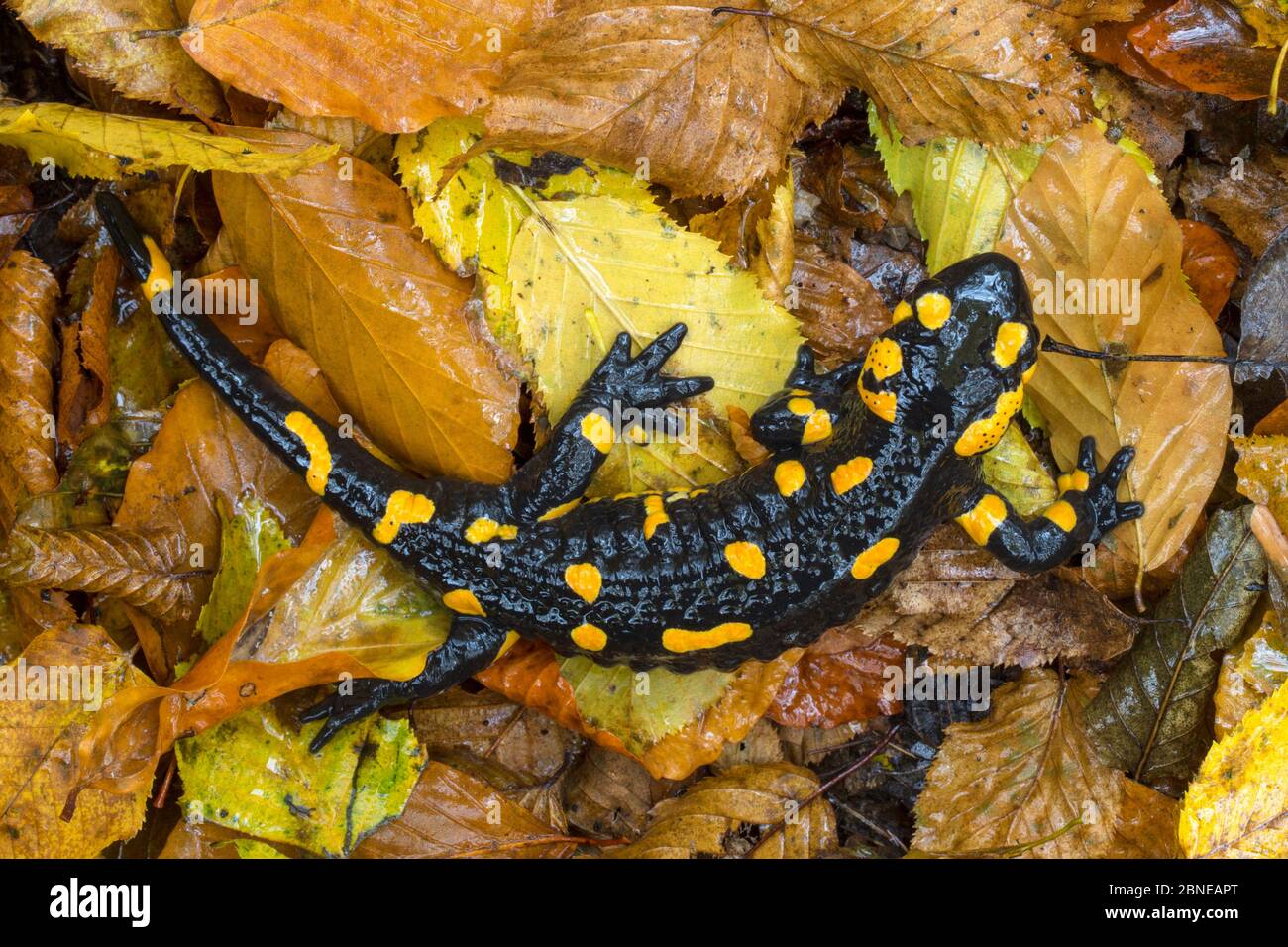 Fuoco / Salamandra europea (Salamandra salamandra) Parco Nazionale dei Laghi di Plitvice, Croazia. Novembre. Foto Stock