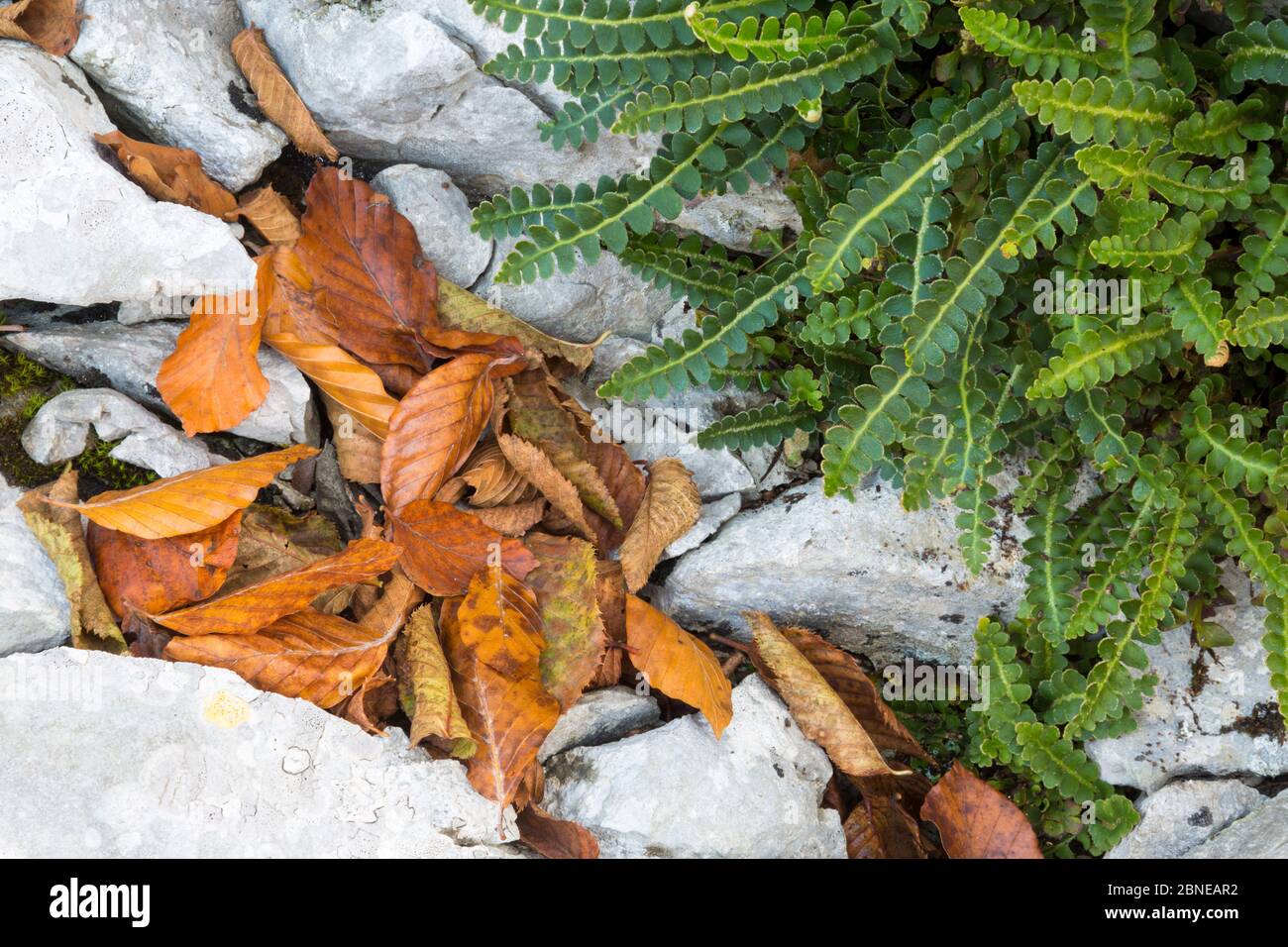 Rustyback Fern (Asplenium ceterach / Ceterach officinarum) che cresce in carsica calcarea con foglie d'autunno. Parco Nazionale dei Laghi di Plitvice, Croazia. Novem Foto Stock