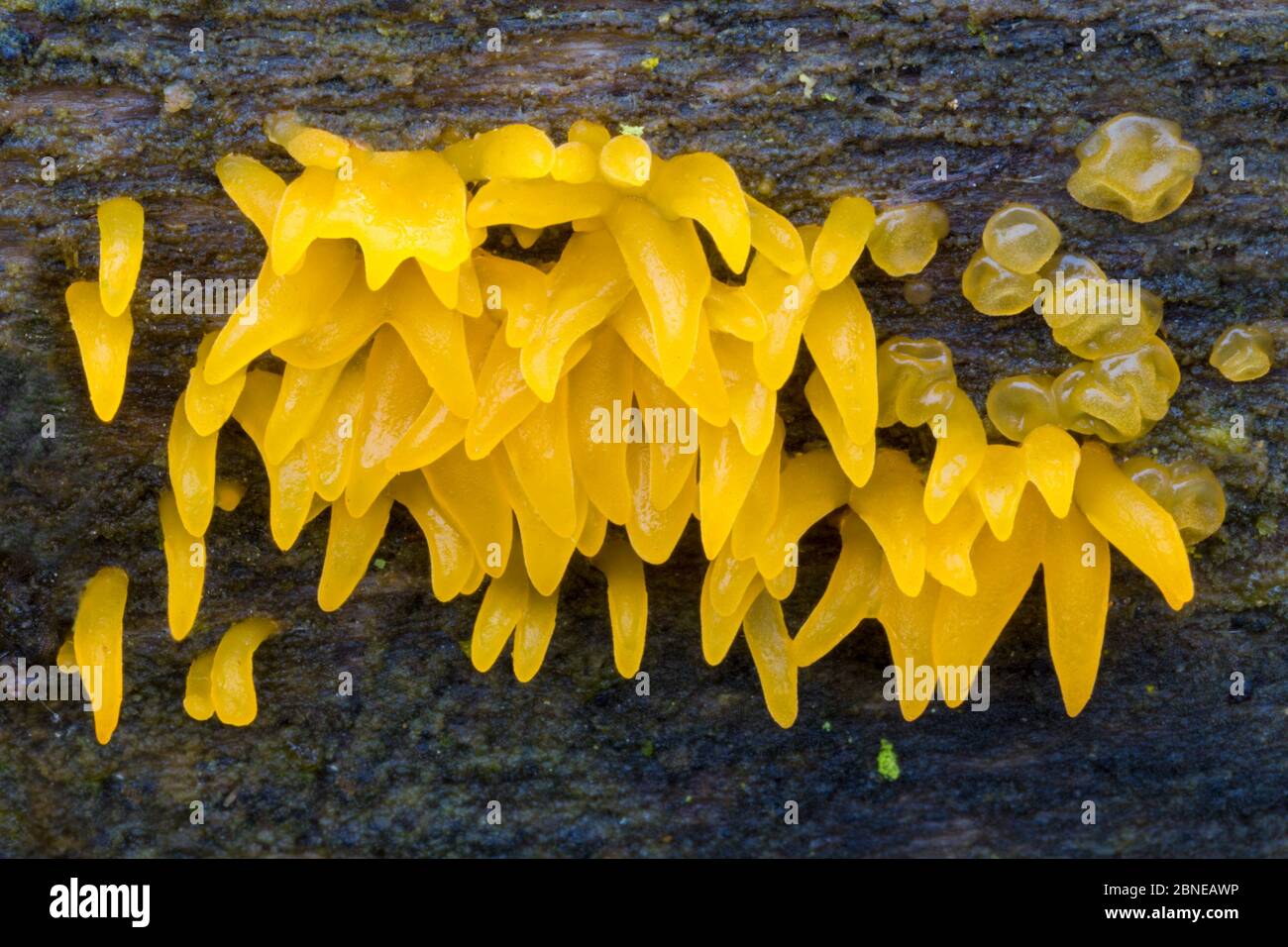 Piccolo fungo stagshorn (Calocera cornea) che cresce su un albero di faggio morto. Peak District National Park, Derbyshire, Regno Unito. Novembre. Foto Stock
