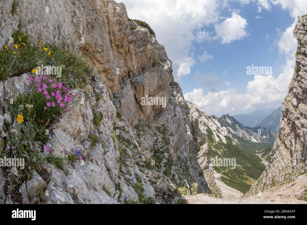 Rosa di bosco (Dianthus sylvestris) cresce su roccia calcarea. Il Parco Nazionale del Triglav, sulle Alpi Giulie, Slovenia. Luglio 2015 Foto Stock