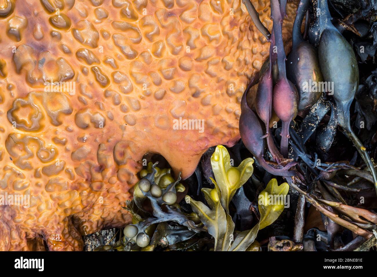 Varie alghe intrecciate su una spiaggia, tra cui cintura di mare / grembiule del diavolo (Laminaria saccarina) e annodato / rack uova (Ascophyllum nodosum) Isola di M. Foto Stock