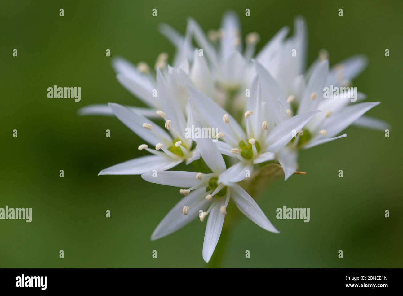 Fiore di aglio selvatico / Ramsons (Allium ursinum), Isola di Mull, Scozia, Regno Unito. Giugno. Foto Stock