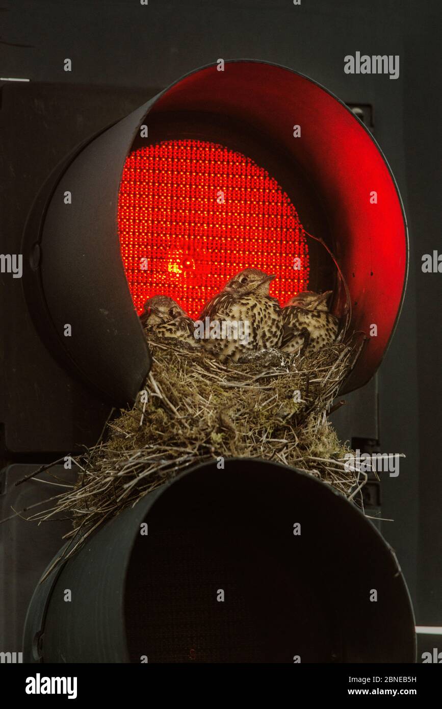 Tordo Mistle (Turdus viscivorus) nido nella luce del traffico. Leeds, Regno Unito. Luglio Foto Stock