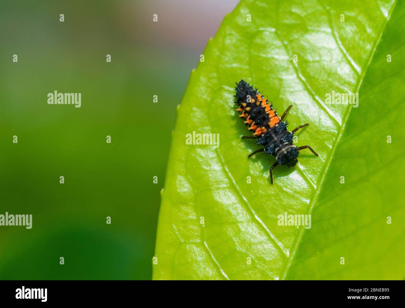 Harlequin Ladybird, Harmonia Axyridis, Larva su una foglia Foto Stock