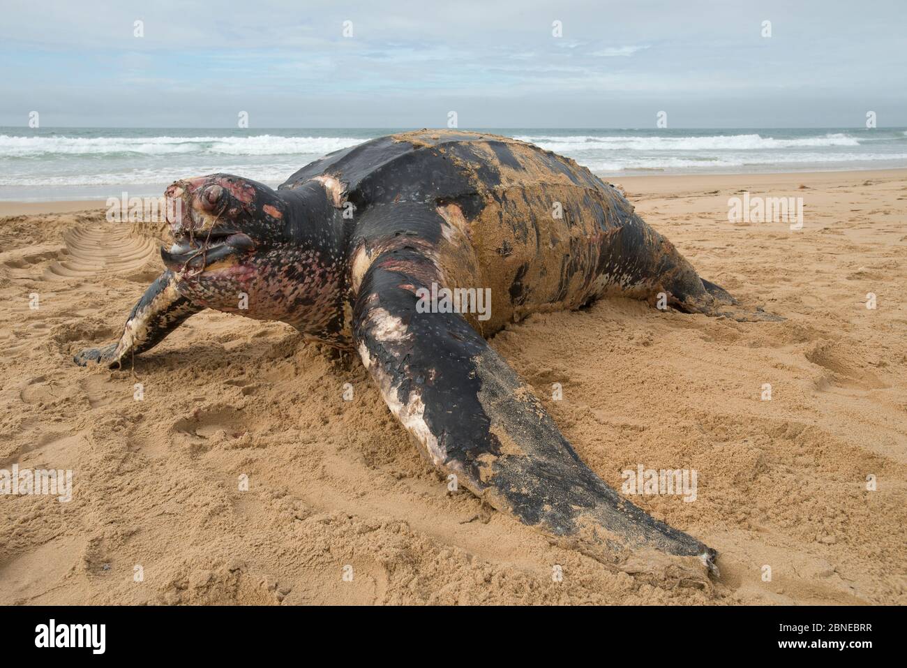 Tartaruga di leatherback (Dermochelys coriacea) sulla spiaggia, Fonte da Telha, Portogallo, novembre. Foto Stock