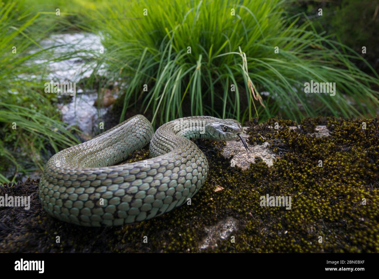 Serpente d'erba (Natrix natrix) vicino al fiume, OLO, Alvao, Portogallo, giugno. Foto Stock