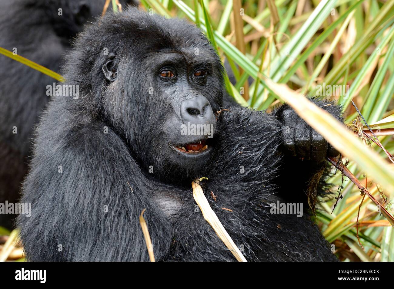 Gorilla beringei graueri (Gorilla beringei) femmina che si nutre nelle paludi, Kahuzi Biega NP, Repubblica Democratica del Congo. Foto Stock