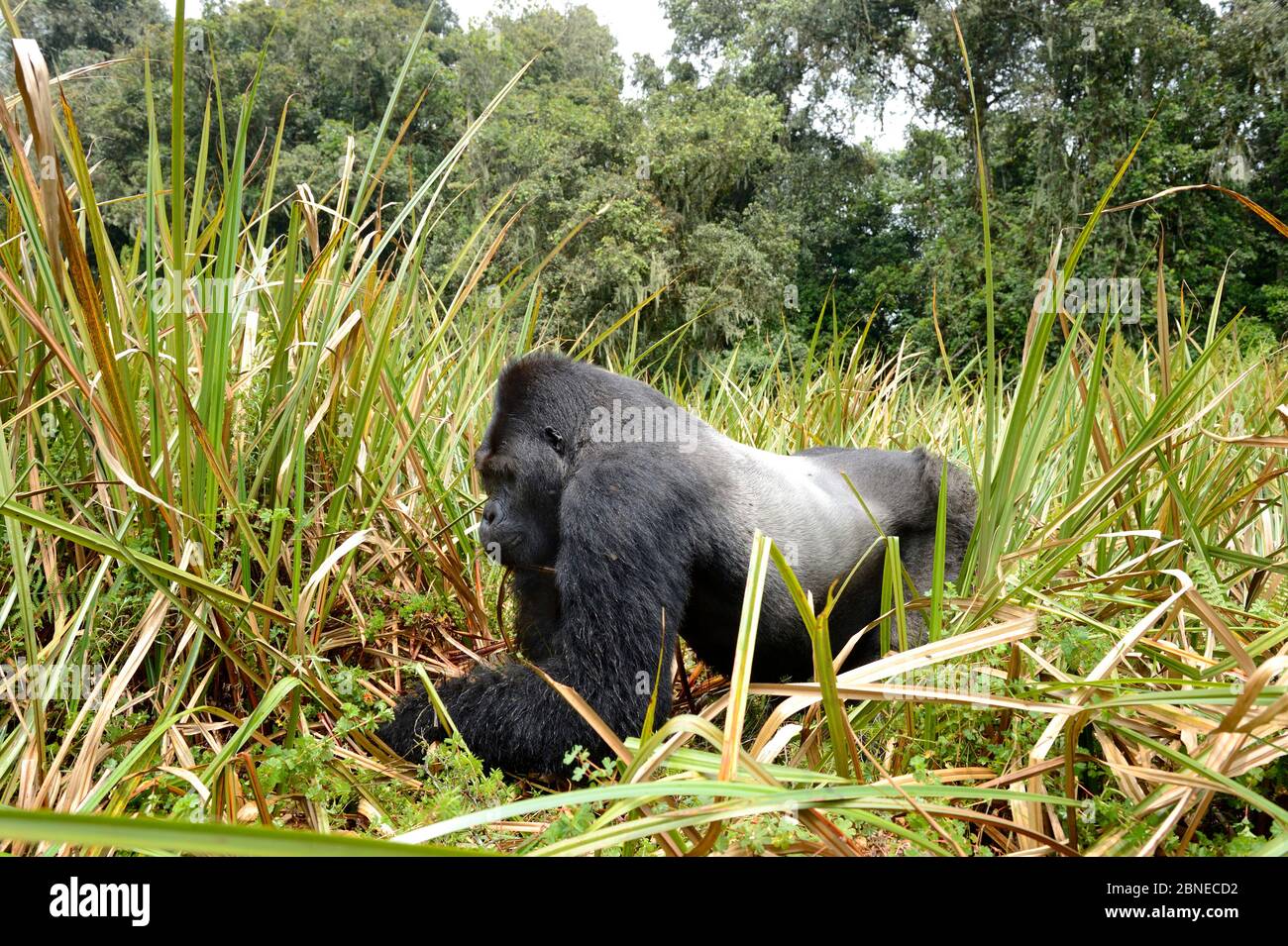 Gorilla della pianura orientale (Gorilla beringei graueri), maschio dominante argentata, alimentazione nelle paludi, Kahuzi Biega NP, Repubblica Democratica del Congo.. Foto Stock