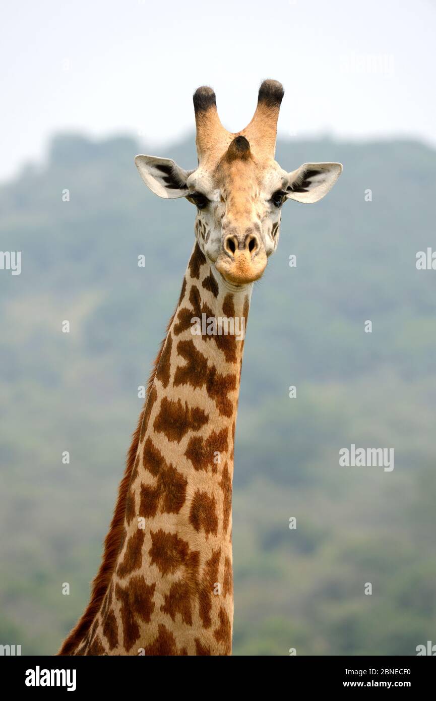 Ritratto di testa e collo della giraffa Maasai (Giraffa camelopardalis tippelskirchi), Parco Nazionale di Akagera, Ruanda. Foto Stock