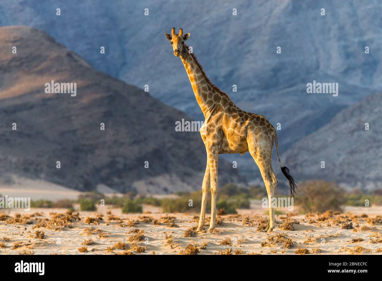 Giraffa reticolata (Giraffa camelopardalis), che abita la giraffa desertica a Damaraland, Namibia Foto Stock
