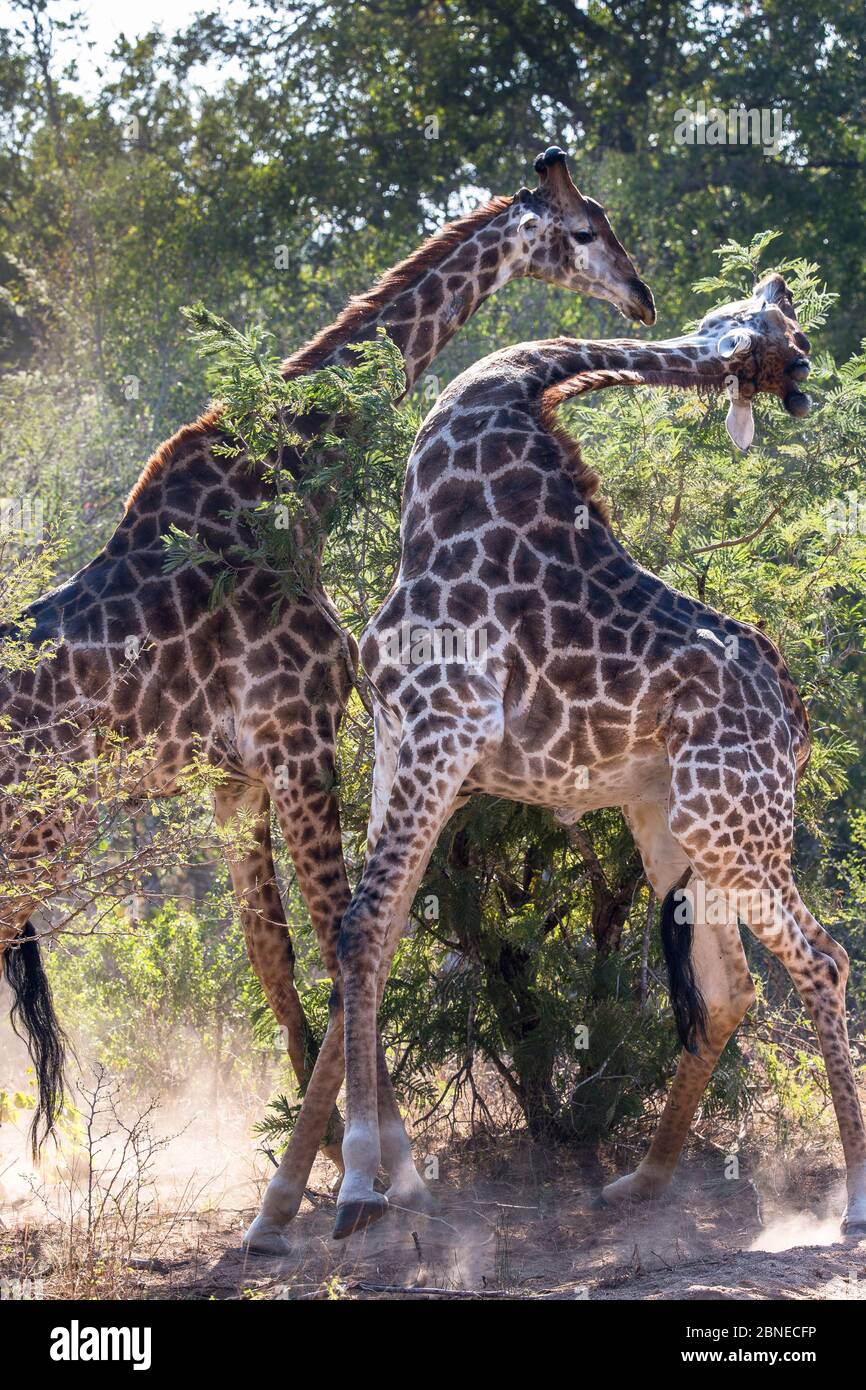 Le giraffe reticolate (Giraffa camelopardalis) due maschi combattimenti nella boccola, Sud Africa. Foto Stock