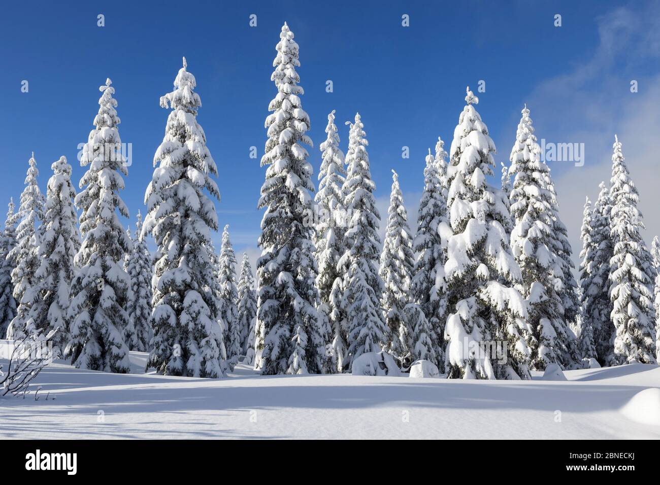 Alberi innevati, montagna Amabilis, Foresta Nazionale di Mount Baker-Snoqualmie, Washington, Stati Uniti. Dicembre 2015. Foto Stock