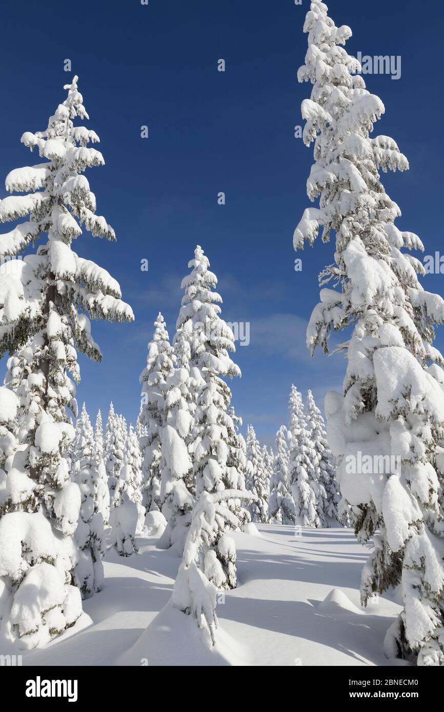 Alberi innevati, montagna Amabilis, Foresta Nazionale di Mount Baker-Snoqualmie, Washington, Stati Uniti. Dicembre 2015. Foto Stock