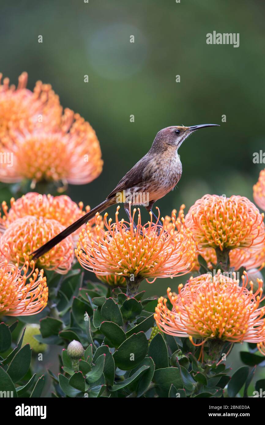 Cape sugarbird (Promerops cafer), arroccato su protea, Kirstenbosch giardini botanici, Città del Capo, Sud Africa Foto Stock